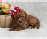 Small Photo #8 Double Doodle Puppy For Sale in CEDAR LANE, PA, USA