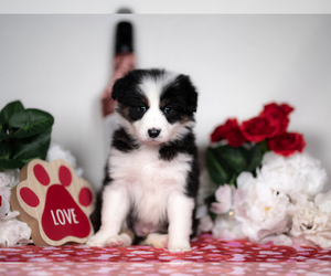Border Collie Puppy for sale in CONWAY, MO, USA