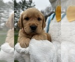 Small #7 Golden Retriever