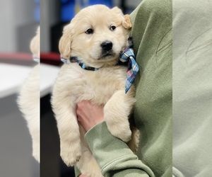 English Cream Golden Retriever Dogs for adoption in WHEAT RIDGE, CO, USA