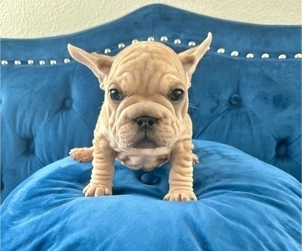 Medium Photo #9 French Bulldog Puppy For Sale in SAN FRANCISCO, CA, USA