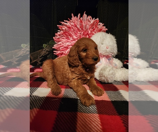 Medium Photo #5 Goldendoodle Puppy For Sale in FLOWER MOUND, TX, USA