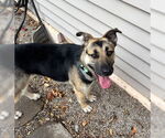 Small #1 German Shepherd Dog Mix