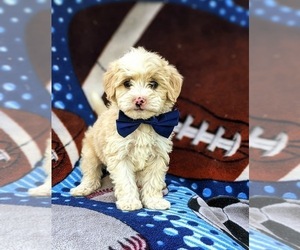 Miniature Bernedoodle-Poodle (Miniature) Mix Puppy for sale in OXFORD, PA, USA
