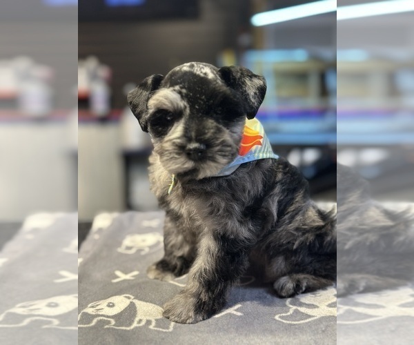 Medium Photo #1 Schnauzer (Miniature) Puppy For Sale in PORT LAVACA, TX, USA
