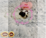 Small Photo #2 Shih Tzu Puppy For Sale in ATHENS, GA, USA