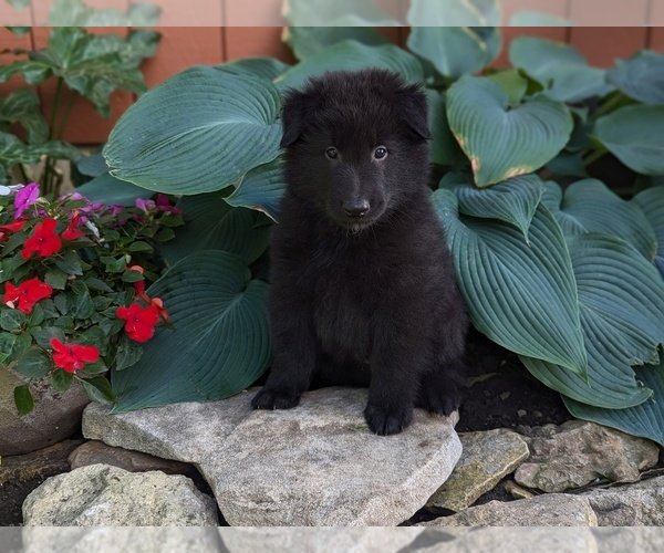 Medium Photo #10 Belgian Sheepdog Puppy For Sale in HAMILTON, MO, USA