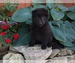 Small #9 Belgian Sheepdog