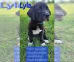 Puppy Lyla Labrador Retriever-Saint Bernard Mix