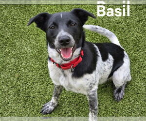 Border Collie Dogs for adoption in Derwood, MD, USA