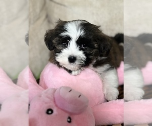 Havanese Puppy for sale in LIVONIA, MI, USA