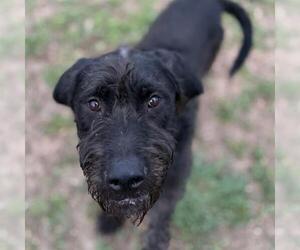 Labradoodle Dogs for adoption in Aurora, CO, USA