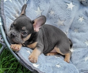 French Bulldog Puppy for sale in TARPON SPRINGS, FL, USA