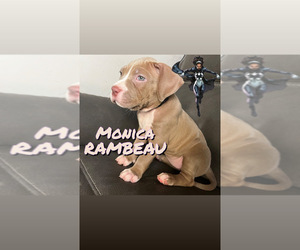 American Bully Puppy for sale in JAMAICA, NY, USA