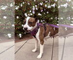 Small #5 American Pit Bull Terrier