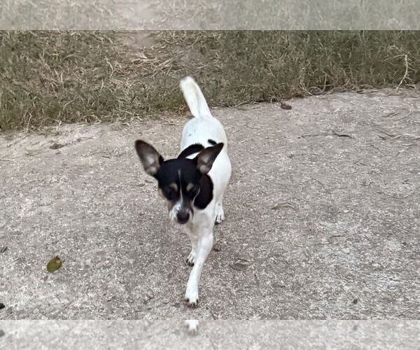 Medium Photo #4 Rat Terrier-Unknown Mix Puppy For Sale in Oakhurst, NJ, USA