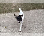 Small #3 Rat Terrier Mix