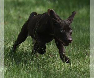 Fuzz - Male Chocolate Labrador retriever-Pointer Mix Dog for Adoption - Photo #9