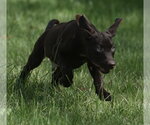 Small Photo #9 Chocolate Labrador retriever-Pointer Mix Puppy For Sale in Mechanicsburg, PA, USA