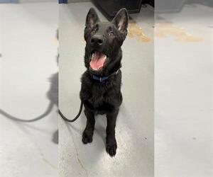 German Shepherd Dog Dogs for adoption in Peoria, IL, USA
