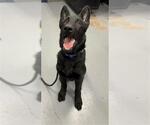 Small German Shepherd Dog