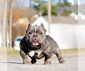 Father of the American Bully puppies born on 07/06/2023
