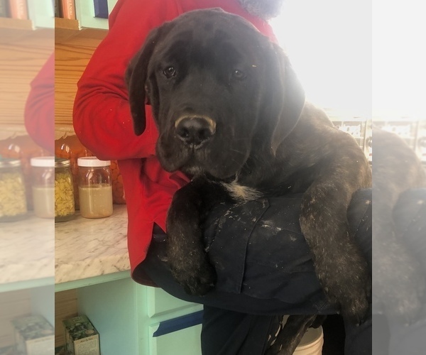 Medium Photo #4 Mastiff Puppy For Sale in BRANTLEY, AL, USA