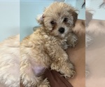 Small #6 YorkiePoo