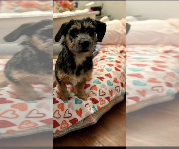 Medium Photo #3 Mutt Puppy For Sale in Aurora, IN, USA