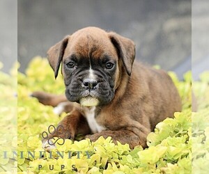 Boxer Puppy for sale in GORDONVILLE, PA, USA