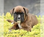 Small Boxer
