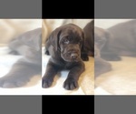 Small Photo #7 Labrador Retriever Puppy For Sale in CHARLOTTE, NC, USA