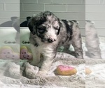 Small Photo #12 Sheepadoodle Puppy For Sale in BROOKSVILLE, FL, USA