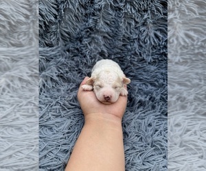 Poodle (Toy) Puppy for sale in JEFFERSONVILLE, IN, USA