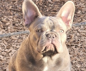 French Bulldog Puppy for sale in SPRINGFIELD, OR, USA