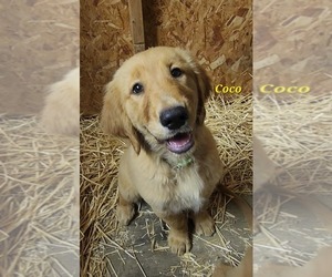 Golden Retriever Puppy for Sale in WILLIAMSON, West Virginia USA