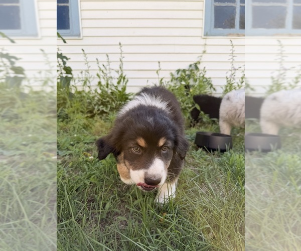 Medium Photo #5 Australian Shepherd Puppy For Sale in CHESTERFIELD TOWNSHIP, MI, USA