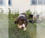 Small #4 Australian Shepherd