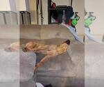 Small Photo #2 Rhodesian Ridgeback Puppy For Sale in PORTLAND, OR, USA