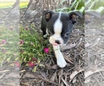 Small #6 Boston Terrier