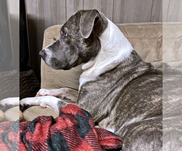 Medium Photo #12 Mutt Puppy For Sale in Crandall, GA, USA