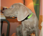 Small #4 Weimaraner