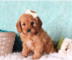 Cavapoo Puppy for Sale in HOLLYWOOD, Florida USA