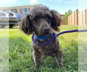 Dachshund-Poodle (Toy) Mix Dogs for adoption in Pacolet, SC, USA