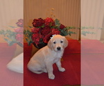Small Photo #10 Golden Retriever Puppy For Sale in WEBSTER CITY, IA, USA
