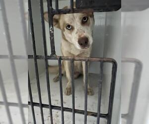 Huskies -Unknown Mix Dogs for adoption in Houston, TX, USA