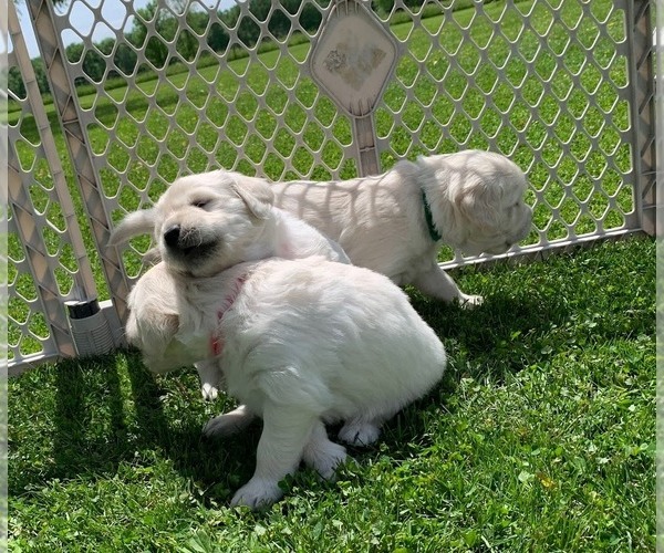 Medium Photo #17 English Cream Golden Retriever Puppy For Sale in MARSHFIELD, WI, USA