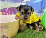 Small #1 Yorkshire Terrier