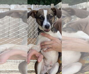 Jack Russell Terrier-Unknown Mix Dogs for adoption in Mooresville, NC, USA