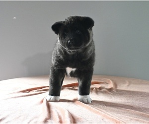 Akita Puppy for sale in MILLERSBURG, OH, USA